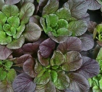 Purple Green Choi Bok Choy Seeds for Planting - 100 pcs